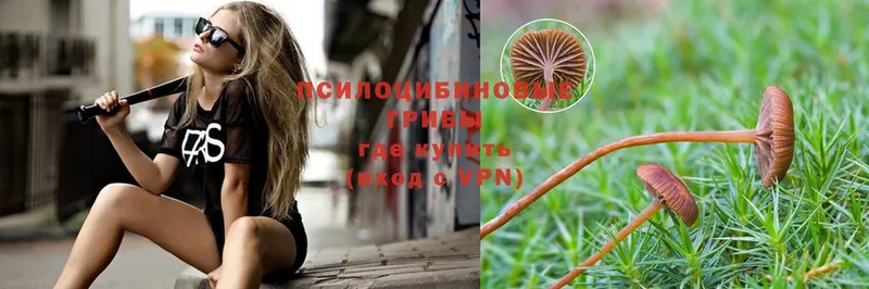 закладка  Топки  Псилоцибиновые грибы Magic Shrooms 